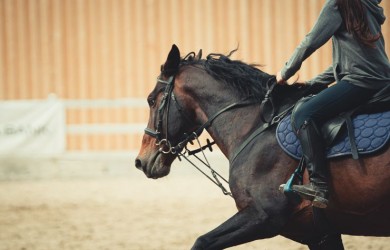 Les métiers de l’équitation : Accompagnateur de Tourisme Équestre (ATE) ou Moniteur d’équitation