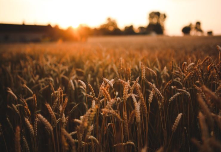 Cultiver l'avenir : Exploration des métiers et formations en agriculture durable