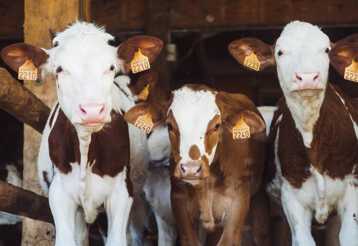 Pédicure pour bovins : un métier clé de la santé animale