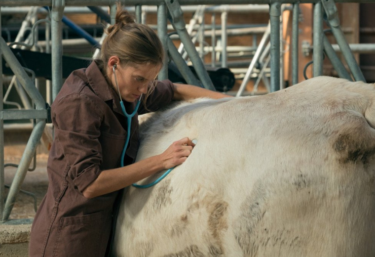 Le métier de vétérinaire à l'écran : immersion avec le film Les Vétos